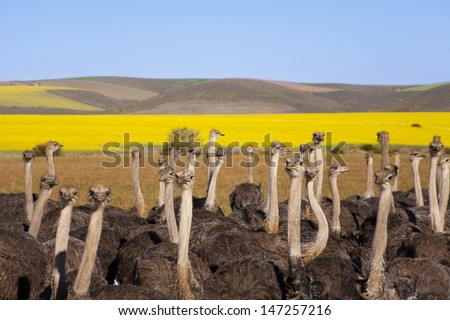 Group of ostriches along the Garden Route with yellow rapeseed fields in background, South Africa Royalty-Free Stock Photo #147257216