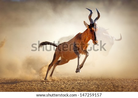 Red hartebeest running in dust - Alcelaphus caama -  Kalahari desert -  South Africa Royalty-Free Stock Photo #147259157