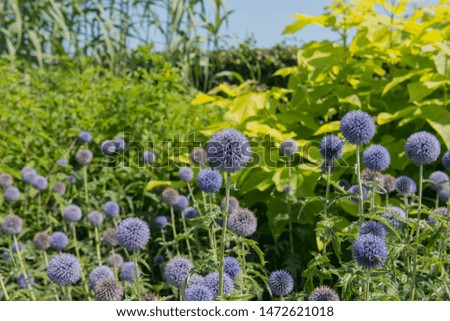 Summer Flowering Blue Flower Heads of the Globe Thistle (Echinops ritro 'Veitch's Blue') in a Herbaceous Border in a Country Cottage garden in Rural Surrey, England, UK