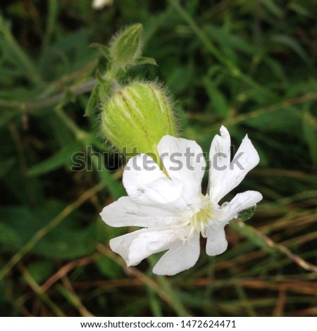 Macro photo Wild White Campion
 field flower. Flower plant on grass background. White flower with rain drops