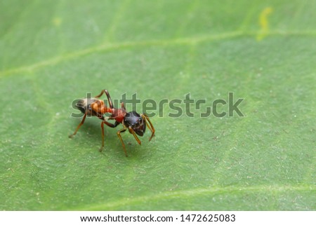 red-black ant-mimic spider on green leaf