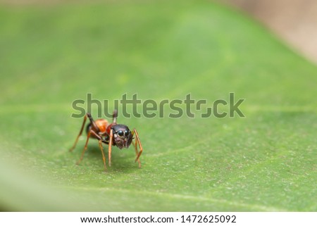 front view of red-black ant mimic spider on green leaf