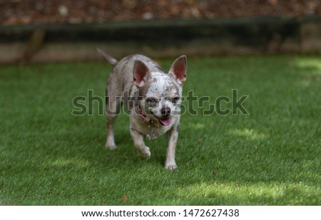 Chihuahua dog walking on grass panting