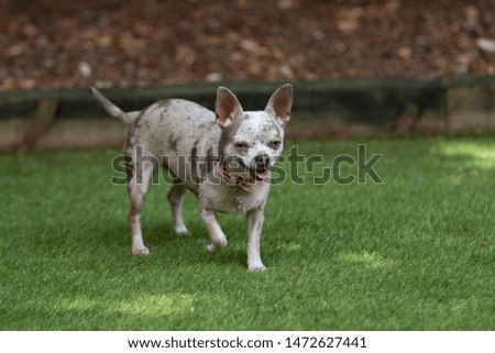 Chihuahua dog walking on grass panting