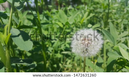 Delicate fluffy flower selectively focused on a blurred green leaves background. A closeup view with selective focus