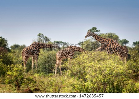 Giraffe herd Murchison NP East Africa
