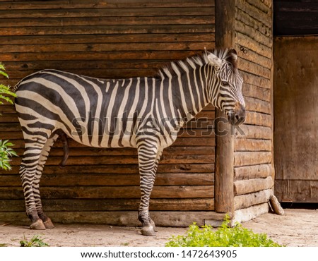 Zebra foal on a wooden wall background