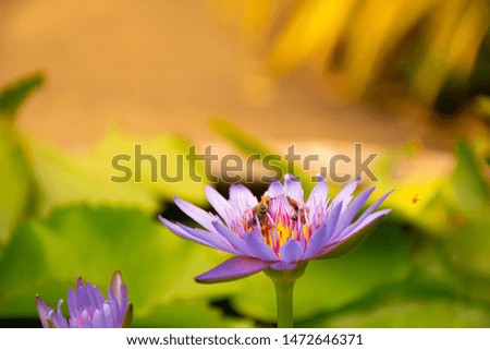 Blooming purple waterlily with group of bees.