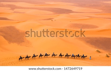 Camel caravan with travelers among the sand dunes in beautiful Sahara Desert. Amazing view nature of Africa. Travel concept. Artistic picture. Beauty world.