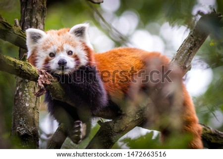 panda red on the tree