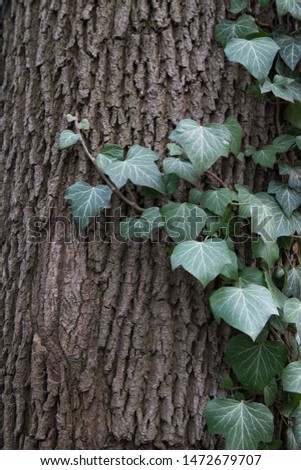 Vertical photo of a tree with green ivy leaves and brown bark for background. Natural picture from Europe