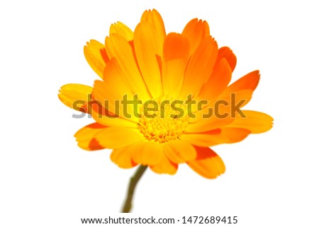macro closeup of an orange yellow edible flower of Calendula officinalis Marigold plant and leaves isolated on white, medicinal herb and natural dye for fabrics, oil protects skin, prevents infection