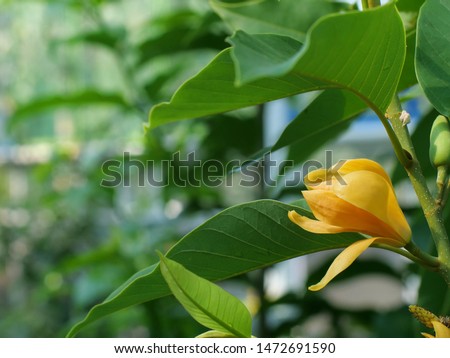 Magnolia champaca (L.) Baill. Ex Pierre (scientific name synonymous Michelia champaca L.) is in the Champa dynasty. (MAGNOLIACEAE)