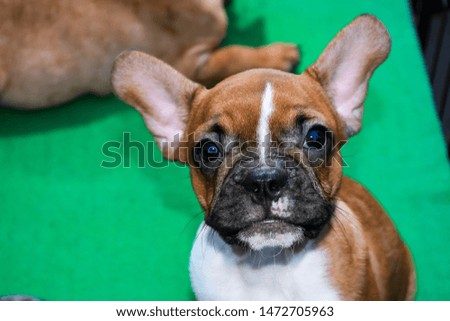 Pets: Brown small dogs (small dogs breeds) and black eyes on a green background