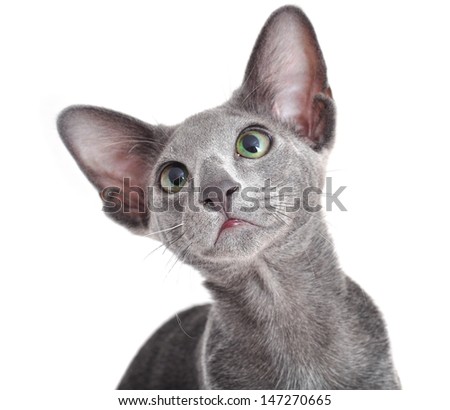 Oriental Shorthair adult  kitten
