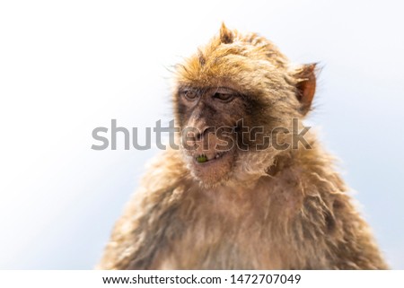 Wild monkey portrait in Gibraltar