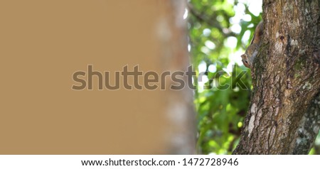 Funny chipmunk on a tree is looking for food in Asia. Beautiful background for design. Stock photo