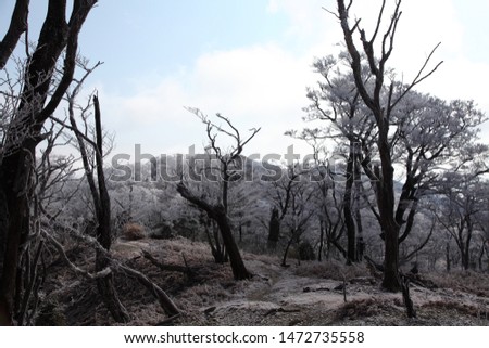trees covered with hoar frost