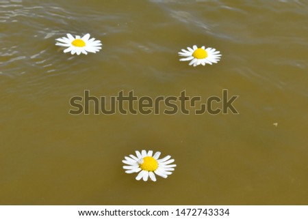 Buds of white daisies on water