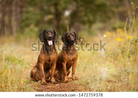 two hunting dogs breed Bavarian mountain hound hunting in the woods Royalty-Free Stock Photo #1472759378