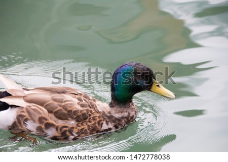Duck swimming at the Koenigssee