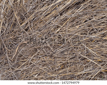 Macro photo nature dry hay. Texture background dry Wheat Straw.