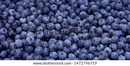 Blueberries - Vaccinium corymbosum, high huckleberry, blush with abundance of crop. Blue ripe berries fruit on the healthy green plant. Food plantation - blueberry field, orchard. Royalty-Free Stock Photo #1472796719
