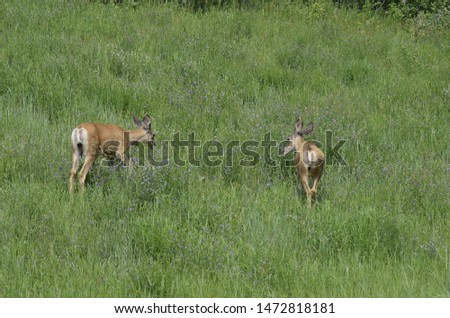Mule deer in meadow eating flowers