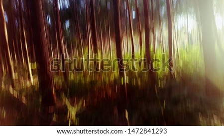 Out of focus tree trunks in the forest