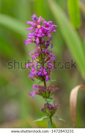 Beautiful blooming purple loosestrife in August