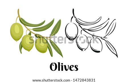 Branch of olives isolated on white background. Color illustration and black and white outline. Vector image of olives in cartoon flat simple style. Royalty-Free Stock Photo #1472843831