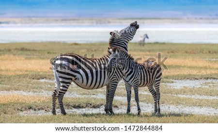      Two zebras standing in the Ngorongoro crater, the mother and its baby 