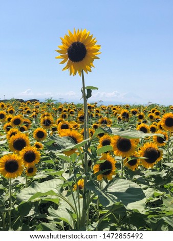 Sunflower field Yokosuka Japan Kanagawa Japan