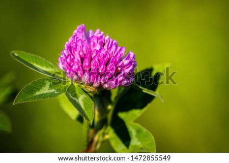 Wild purple flower on a meadow