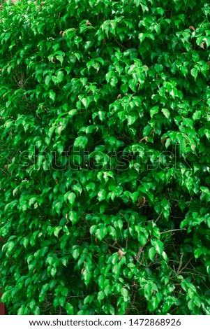 Green leaves​ wall​pepper. Natural wall background ​texture