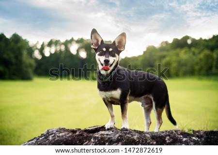 Mixed-breed between Siberian Husky in a beautiful field during sunset