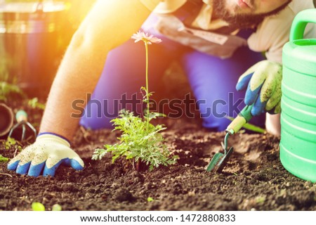 Gardener at work: How to plant a hortensia shrub in the ground. Man places the seedling in the ground. Step by step, tutorial.