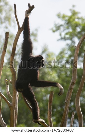 Gibbon hanging on a tree branch	