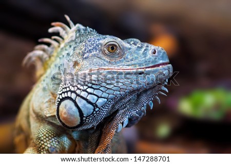 iguana lizard head close up