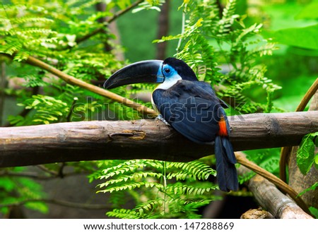 channel billed toucan on the tree
