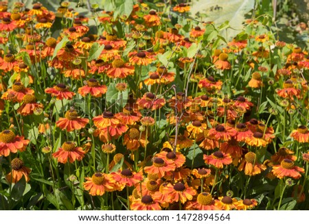 Summer Flowering Bright Orange Sneezeweed (Helenium 'Sahin's Early Flowerer') Growing in a Herbaceous Border in a Country Cottage Garden in Rural Surrey, England, UK