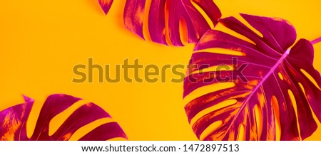 Сlose-up of monstera leaves on a bright yellow background  in purple tones with space for text. Trend frame with tropical mood. Wide banner. 
