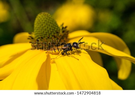 The insects collect pollen in the garden
