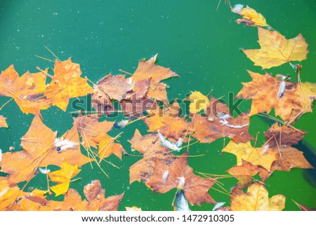Bright view of the autumn pond with orange and burgundy leaves falling into it, close-up. Floating autumn colored leaves in standing emerald green water, close up. Beautiful bright autumn background.