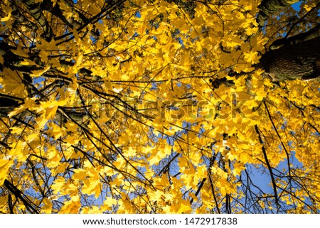 the tops and crown of trees are yellow foliage, details of trees, taking into account the specifics of leaf fall, sunny day