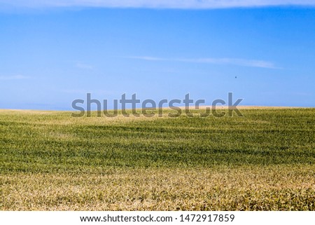 an agricultural field with yellowed wheat in the summer, a field of cereals that are ready for harvest , sky in the background