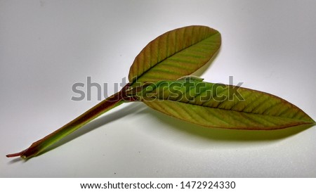 Natural green color from leaf