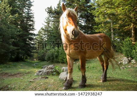 Male horse specimen on the edge of the forest in the Pyrenees.