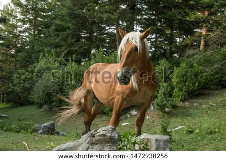 Pyrenees horse in the edge of the forest.