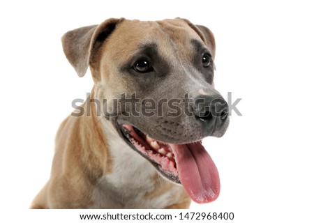Studio shot of a lovely Staffordshire Terrier on white background